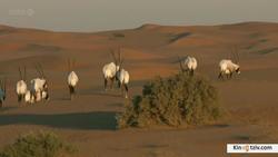 Wild Arabia photo from the set.